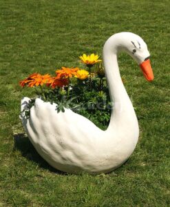 Cigno Medio